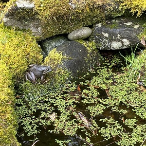 Fundraising Page: Deecie Denison